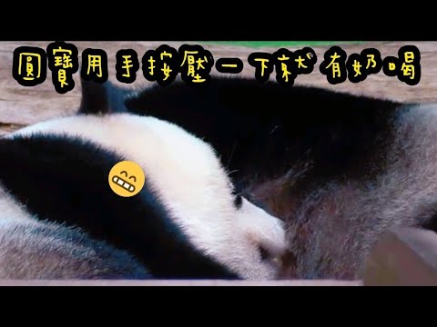 圓寶喝奶喝好久，圓寶好幸福|熊貓貓熊The Giant Panda Yuan Yuan and Yuan Bao|台北市立動物園