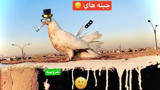 جبنه عروسه جديد ? !!!