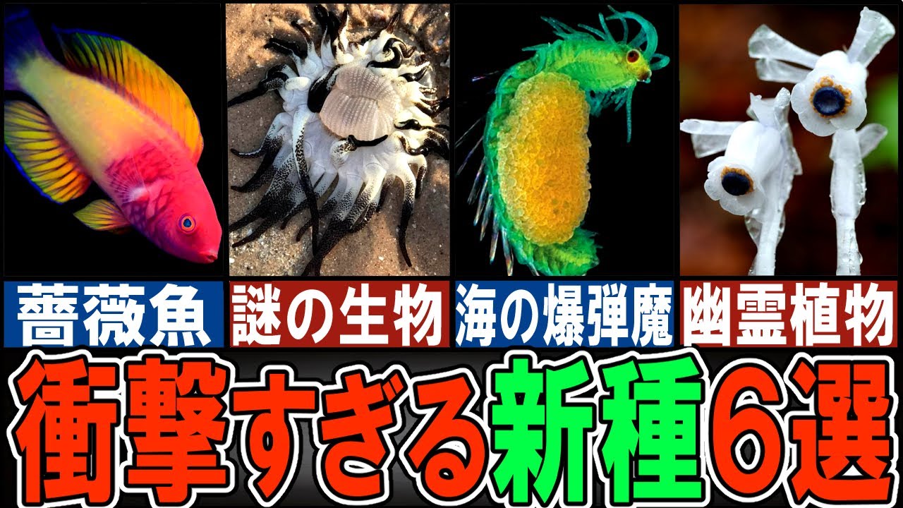 【閲覧注意】 ヘンテコすぎる新種の生き物６選【ゆっくり解説】【動物おもしろ雑学】