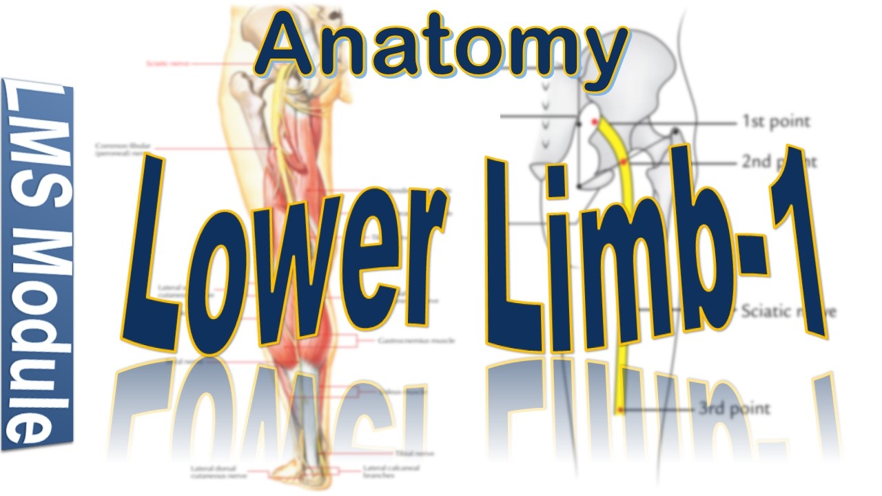 Lower Limb 1