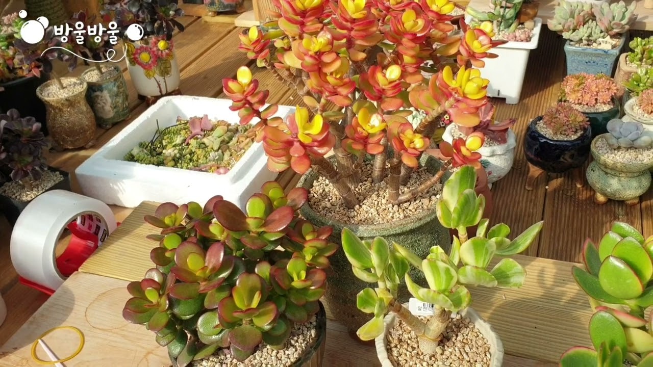 알젠티아금,덕양갈매기,황금염자 셋은 과연 같은 다육일까요??