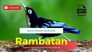 Burung Rambatan Loreng  | variasi suara untuk masteran burung saat lomba
