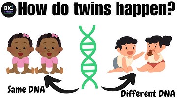 How Twins Happen: Identical vs Non-Identical Twins Explained 👶🧬