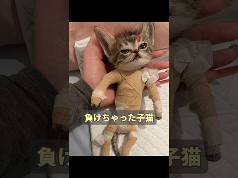 子猫は喧嘩に負けてしまい、全身を包帯でぐるぐる巻きにしなければならなくなった。 #animals #動物