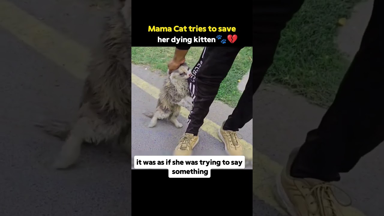 Mama cat tries to save her dying kitten 