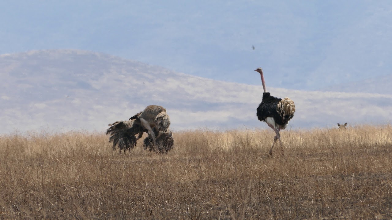 Male and Female Ostrich mating displays in Ngorongoro Crater, Tanzania, 2017-09-12