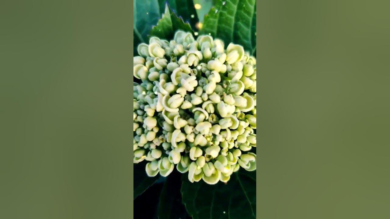 beautiful-flowers-in-ooty-different-flowers-flowers-ooty-youtube