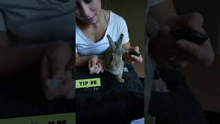 Bunny Nail Trimming | Quick Tips