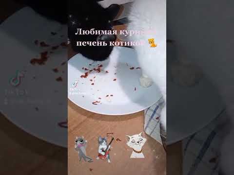 Куриная печень . Так любимая котиками