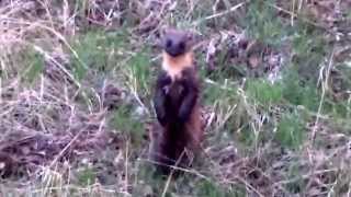 Wabienie tumaka - marten call.