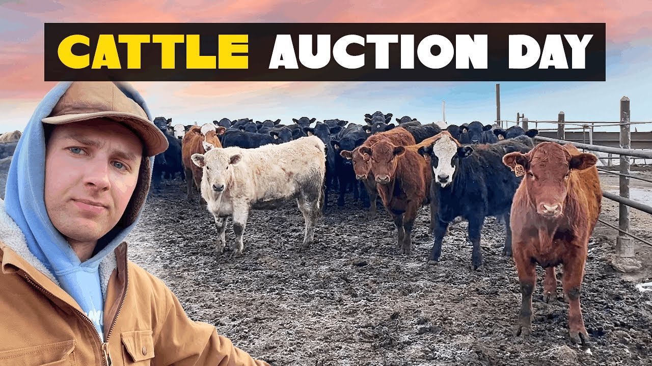 Cattle Auction Day: Shocking Prices!