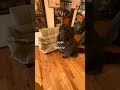 犬とピラティスと筋トレ#ピラティス#福岡ピラティス#福岡ピラティススタジオ#ピラティスインストラクター