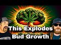 Cannabis nutrition 102 the role of phosphorus in yield growth  quality