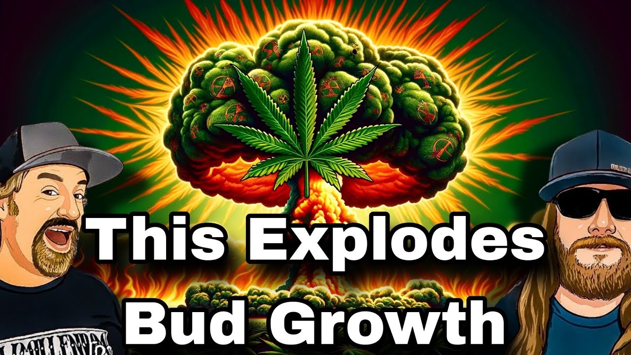 Cannabis Nutrition 102: The Role of Phosphorus in Yield, Growth, & Quality