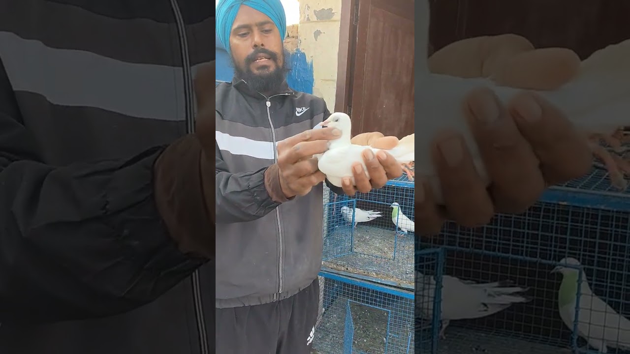 ਫਰੀਦਕੋਟ ਜ਼ਿਲ੍ਹੇ ਪਿੰਡ ਕੰਮੇਆਣਾ ਹਰਜੀਤ ਸਿੰਘ ਫੁੱਲ ਗਰੰਟੀ ਨਾਲ ਵੱਡੇ ਜੋੜੇ ਤੇ ਪੱਲੀ ਸਾਫ਼ ਕਬੂਤਰ ਲਈ 9914061506