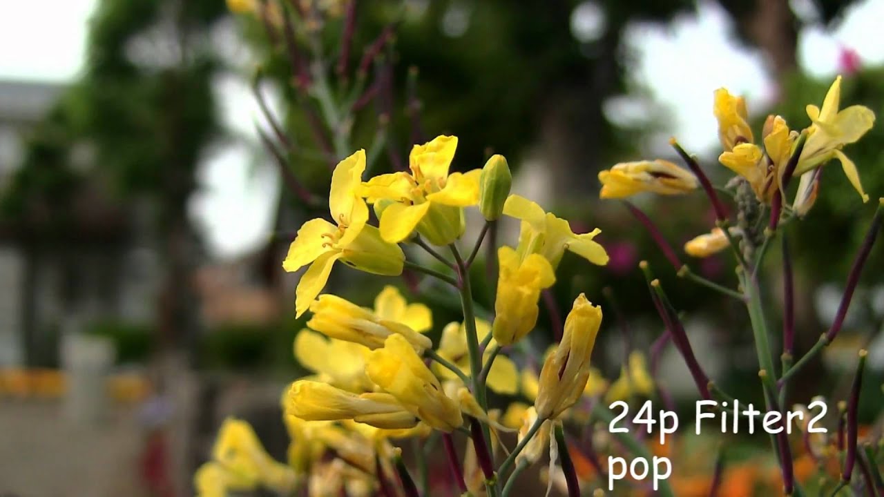 CANON HF M41 CINEMA FILTER TEST　ーM41のフレームレートテスト