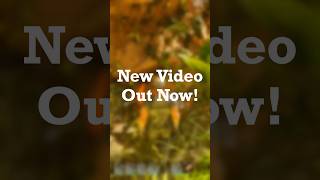 New Ark: Survival Ascended Video Out Now!