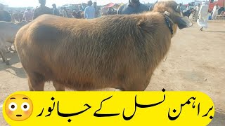 Pakistan Cattle Mandi (BrahMan Breed) Dangerous Bull #Hulkbull