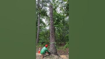 What is the average cost for a tree removal near me? #realestate #farmland #realtor