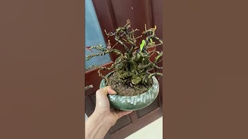 Lộc vừng mini già chát cụ bệ quái tay tán hoàn thiện các nào ưng liên hệ : 0974291653 em Hoàn