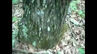 Does moss only grow on the north side of trees?