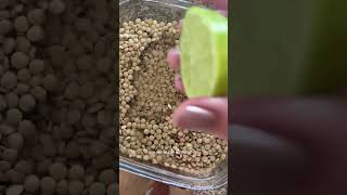 Furthermore Lentils Should Be Offered Well Cooked And Preferably Crushed Or Mashed