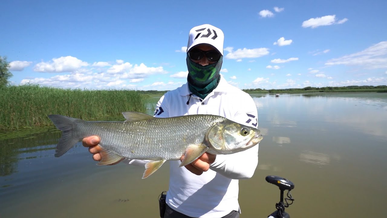Tisza-tavi nyári balinozás (Koncz Dávid)