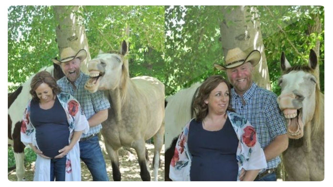 Smiling horse steals the show by photobombing couple’s maternity photoshoot
