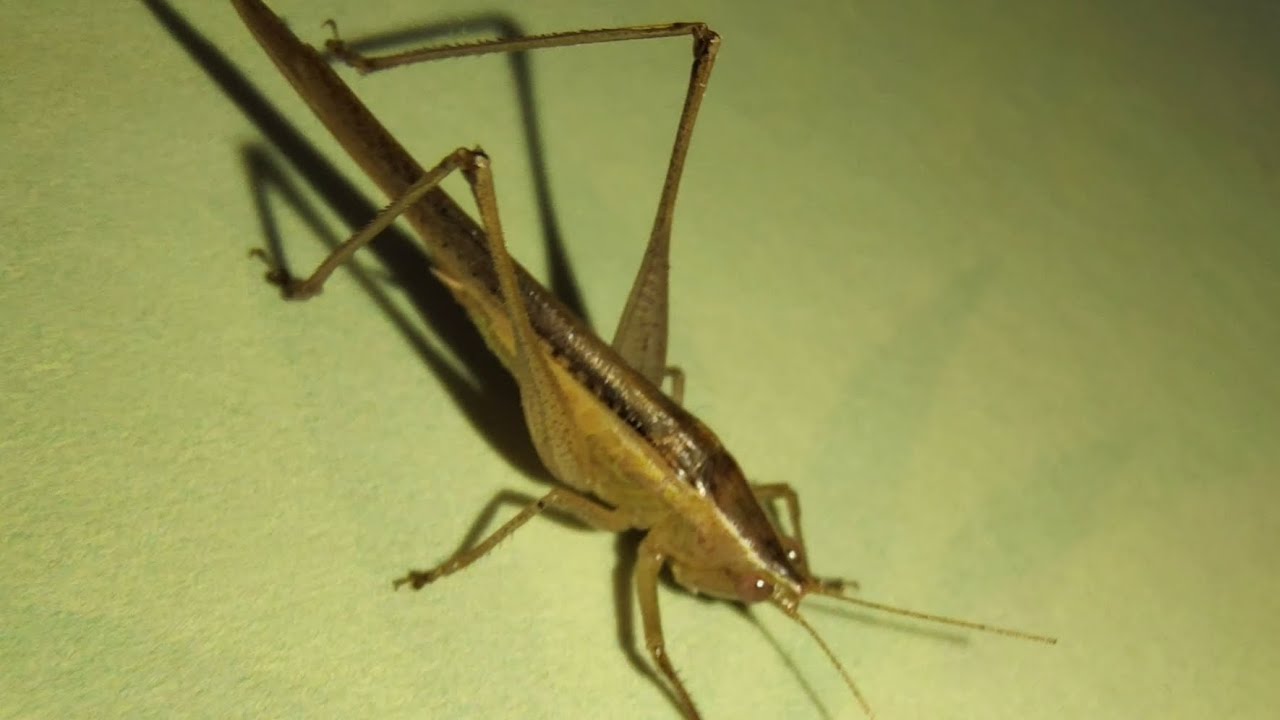 A meadow katydid (Conocephalus sp.)