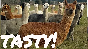 What is alpaca meat called?