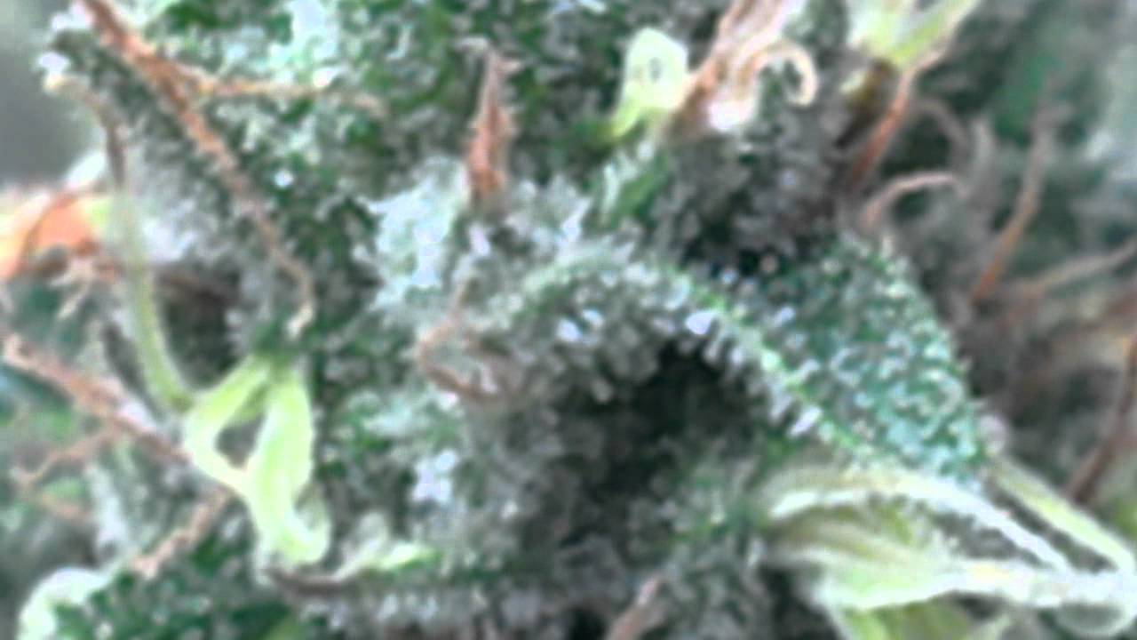 Fucking Incredible before havest