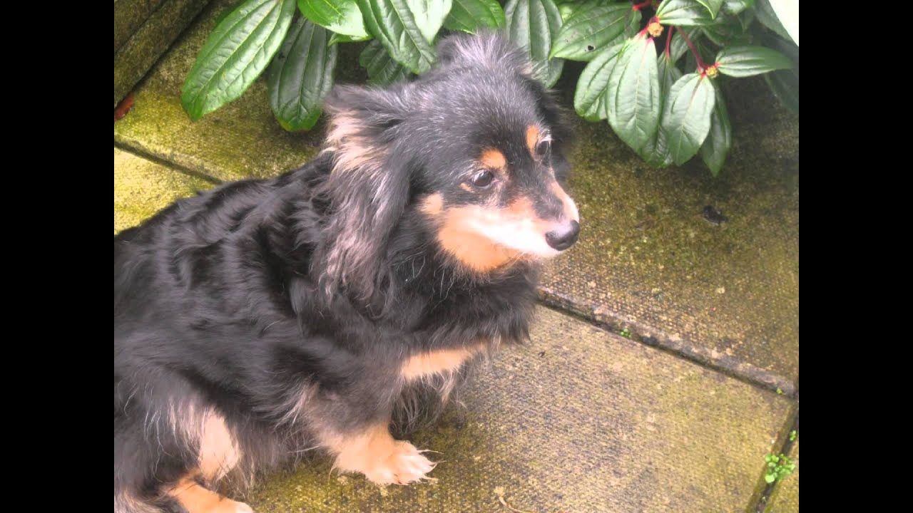 Me and my nans dog!xx - YouTube