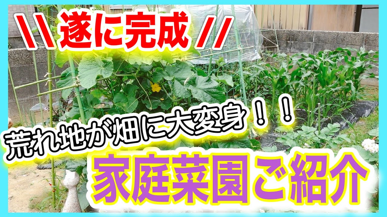 荒れ地を畑にvol.2】ついに完成！荒れ地が畑に大変身、驚きの家庭菜園 
