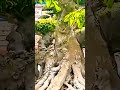 Bonsai Essence TV | The Beauty of Bonsai Masterpieces #bonsai #planetebonsai #bonsaitree #statue