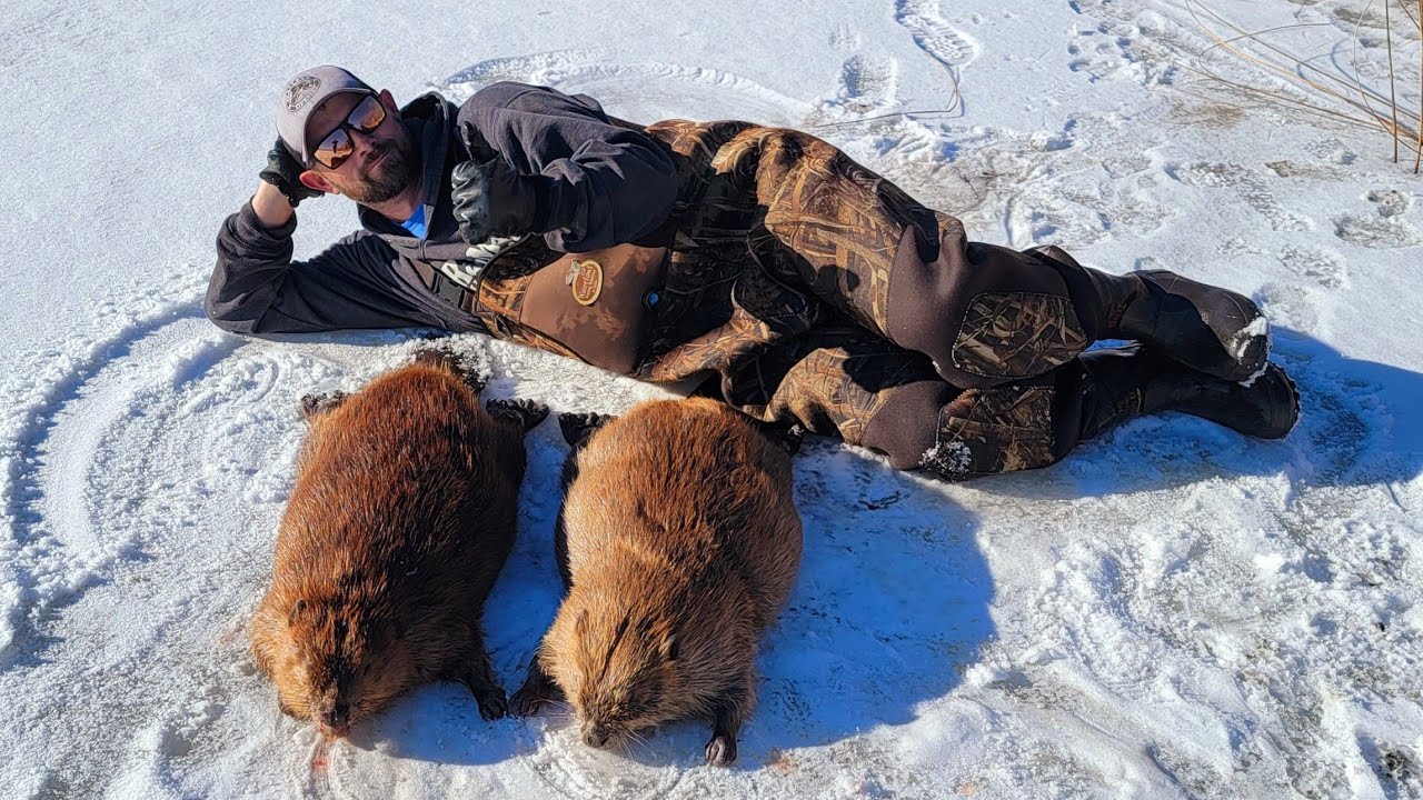 Chasing a Thanksgiving Beaver (Beaver Trapping) YouTube