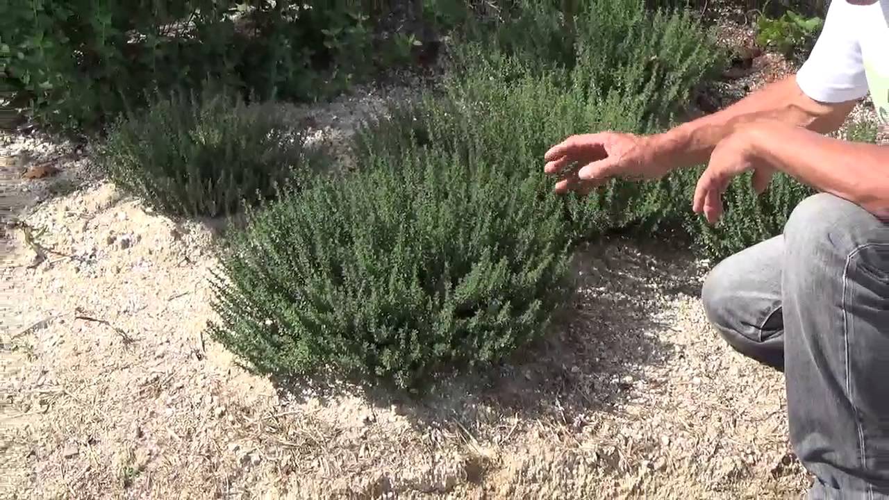 秋のフレンチタイム デンのハーブガーデンより 自然のハーバルライフ Herb Youtube