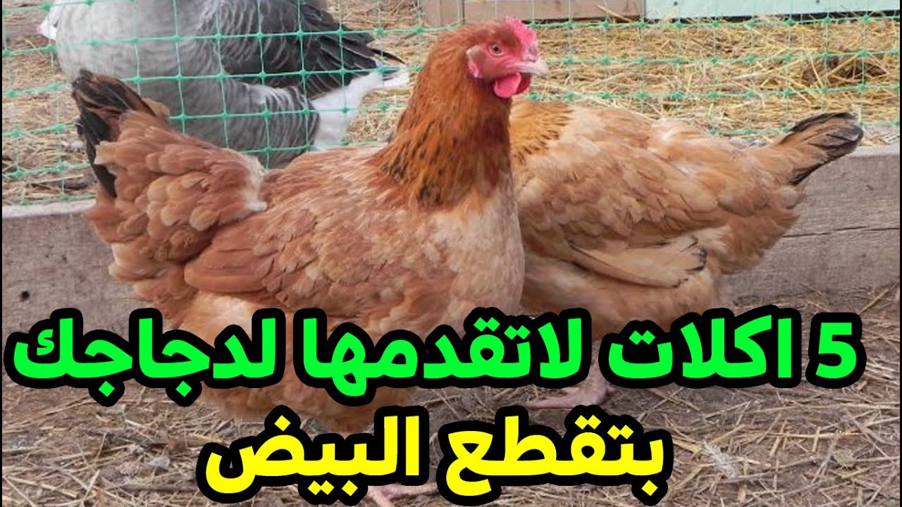 5 اكلات خطيرة تقطع البيض في الشتاء لا تقدمها لدجاجك حتي لاتخسر مشروعك الصغير او الكبير خبرة السنين