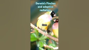 Adaptive radiation : the story of Darwins finches! #speciation #diversification #evolution #shorts