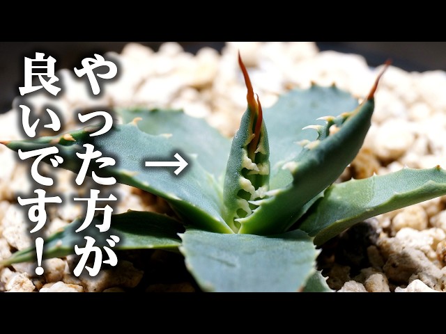 タネから育てた1年後！最高にオススメな観葉植物がこちら♪【アガベ