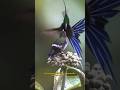 Hummingbirds Got Sick Moves! Just Look at them! Flying like a Bullet!