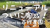 ひまわりの土壌改良効果とコンパニオンプランツとしての優秀さのついて 種選別作業中の雑談 21 05 03 Youtube