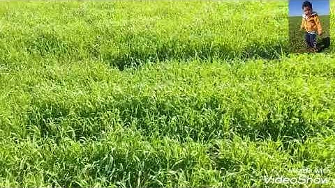 ثلاوة خاشعة ( إلا بذكر الله تطمئن القلوب ) اجمل تلاوة للقران الكريم