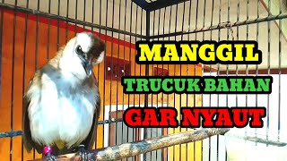 Pancingan suara trucukan agar bunyi Jadikan trucukan gacor ropel panjang seketika