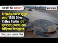 Olive Ridley Turtle Deaths in Odisha | Arribada Phenomenon Explained