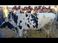 اسعار البقر الوالد والعشر علي المواليد داخل سوق الخميس بمحافظة أسوان اليوم ٢٠٢٥ ١ ٢