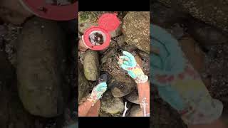 Crab Hunt