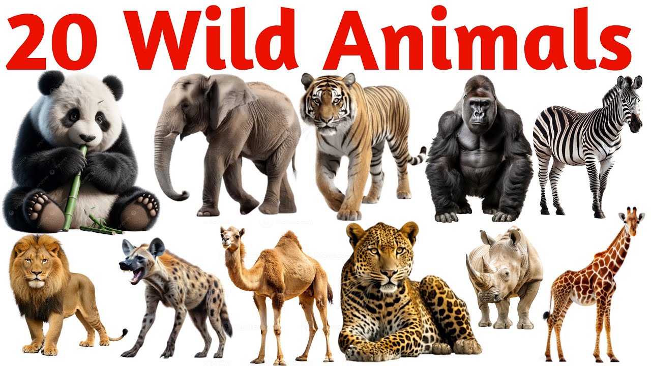Wild Animals Names for Kids | Learn 20 Jungle Animals in English and ...