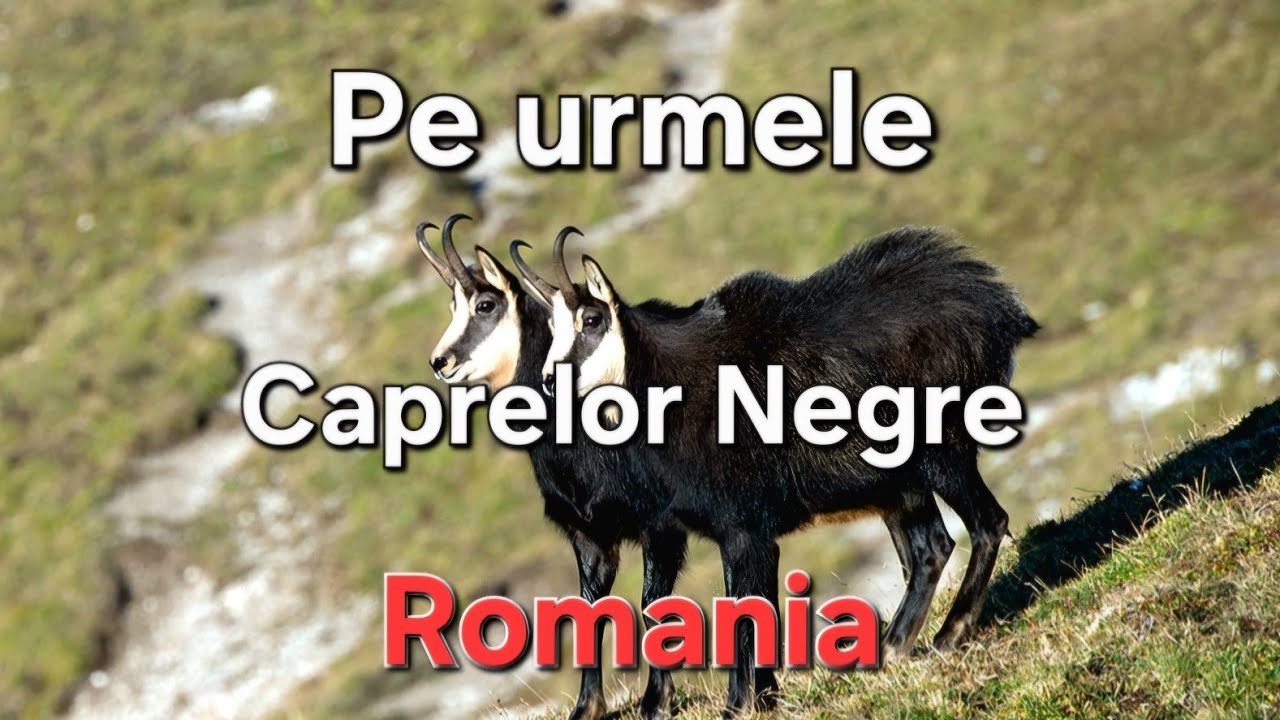 Pe urmele Caprelor Negre/ Documentar ROMANIA