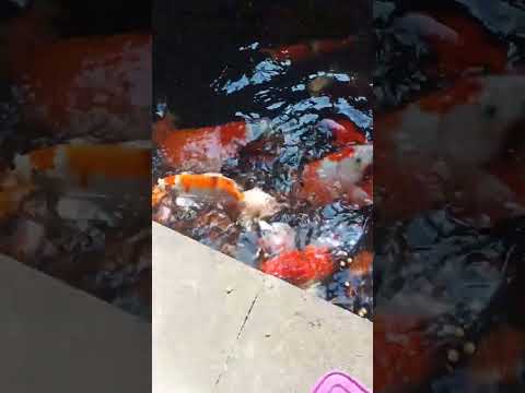Koi Jogja Pagi ini