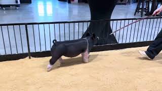 82-9 x gilt